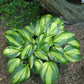 Rainbows End Hosta Plant