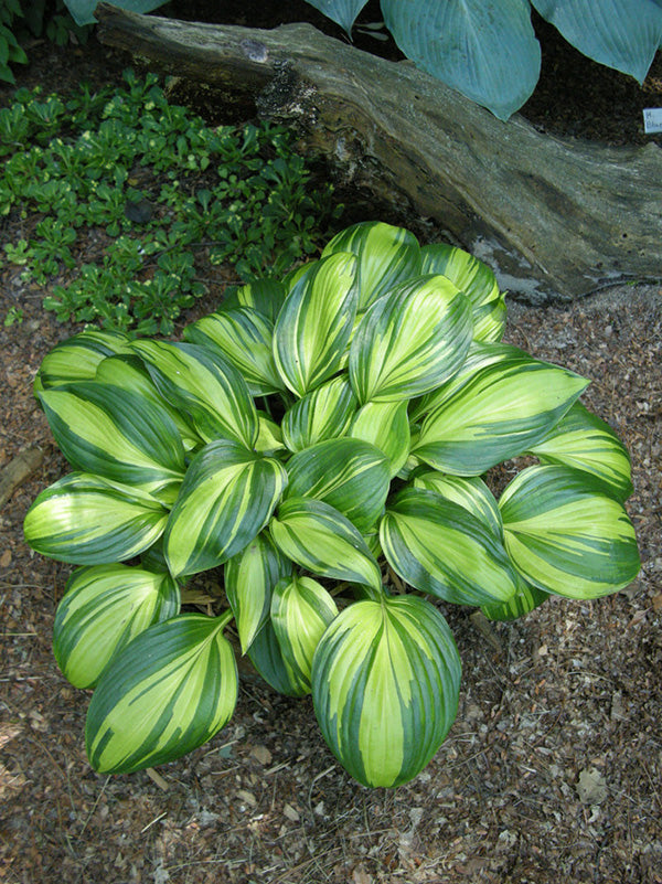 Rainbows End Hosta Plant