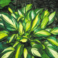 Rainbows End Hosta Plant