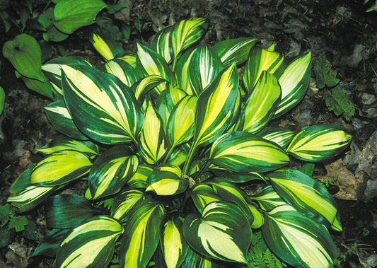 Rainbows End Hosta Plant