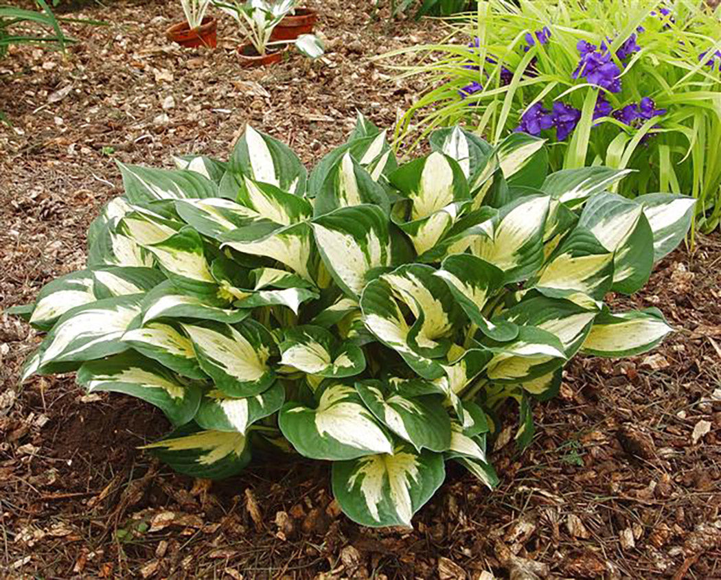 Revolution Hosta Plant