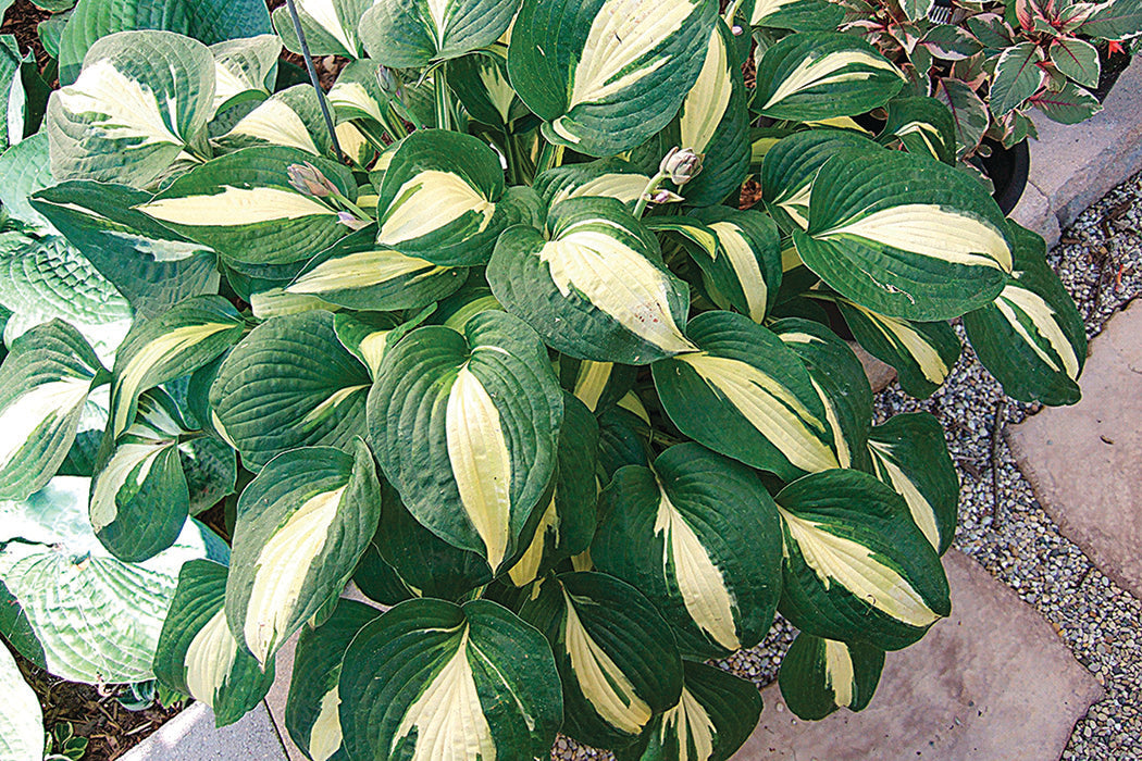 Rootin Tootin Hosta Plant