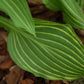 Siberian Tiger Hosta Plant