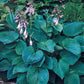 Sieboldiana Elegans Hosta Plant