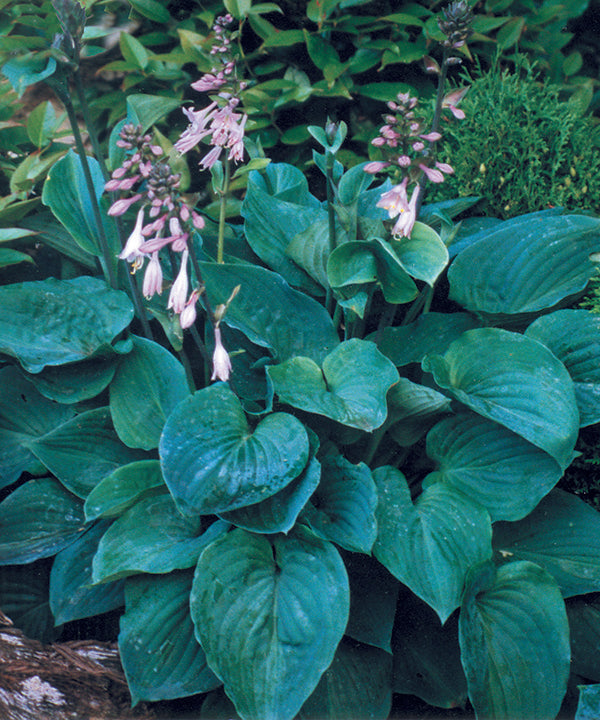 Sieboldiana Elegans Hosta Plant