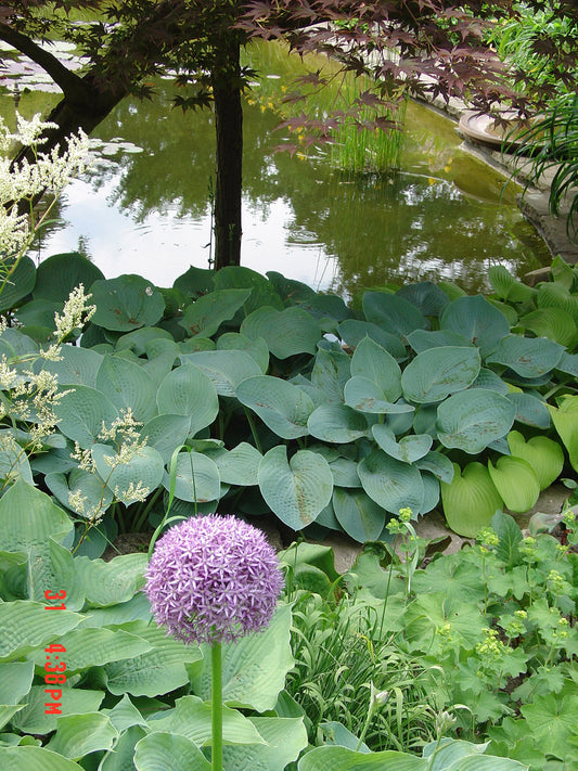 Sieboldiana Elegans Hosta Plant