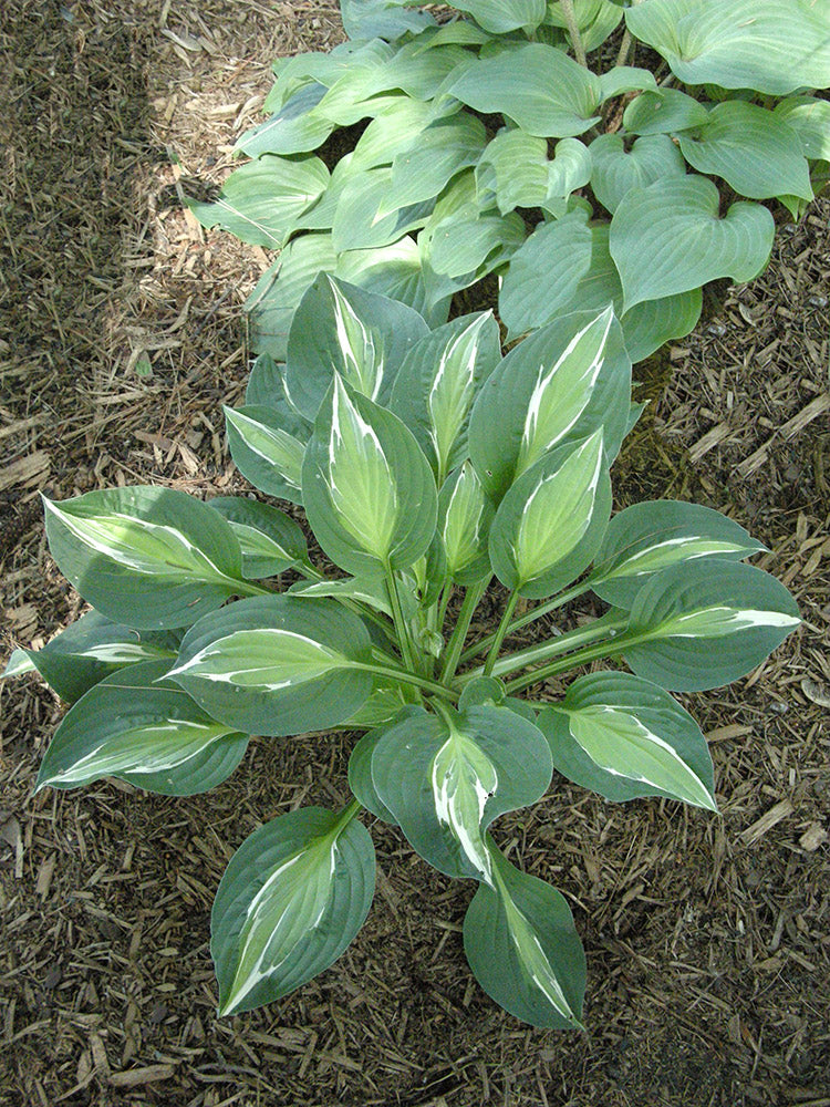 Snake Eyes Hosta Plant