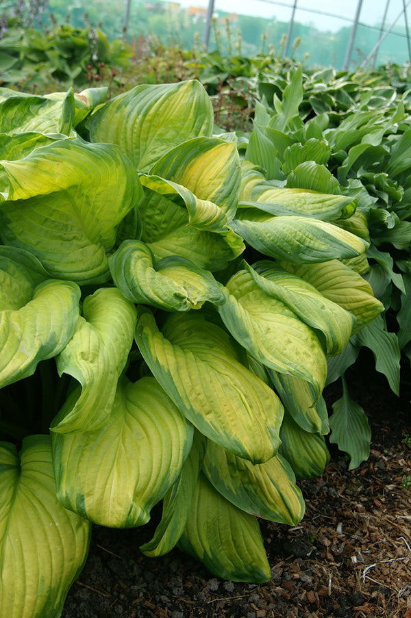 Stained Glass Hosta Plant