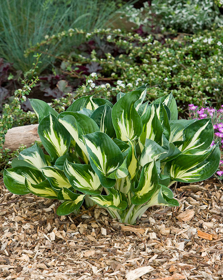 Sting Hosta Plant