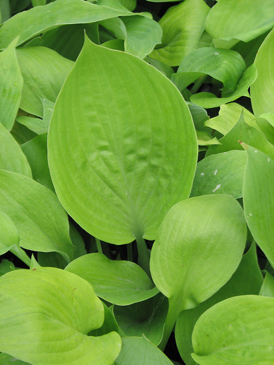 Sum and Substance Hosta Plant