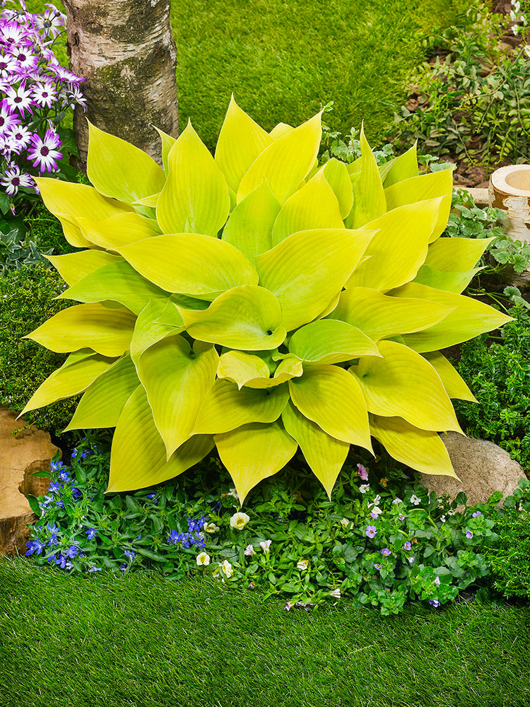 Sunny Halcyon Hosta Plant