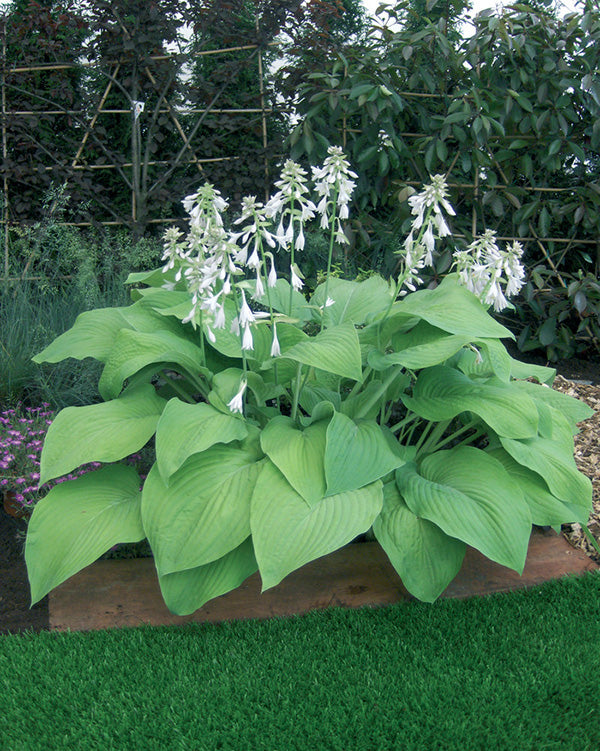 T Rex Hosta Plant