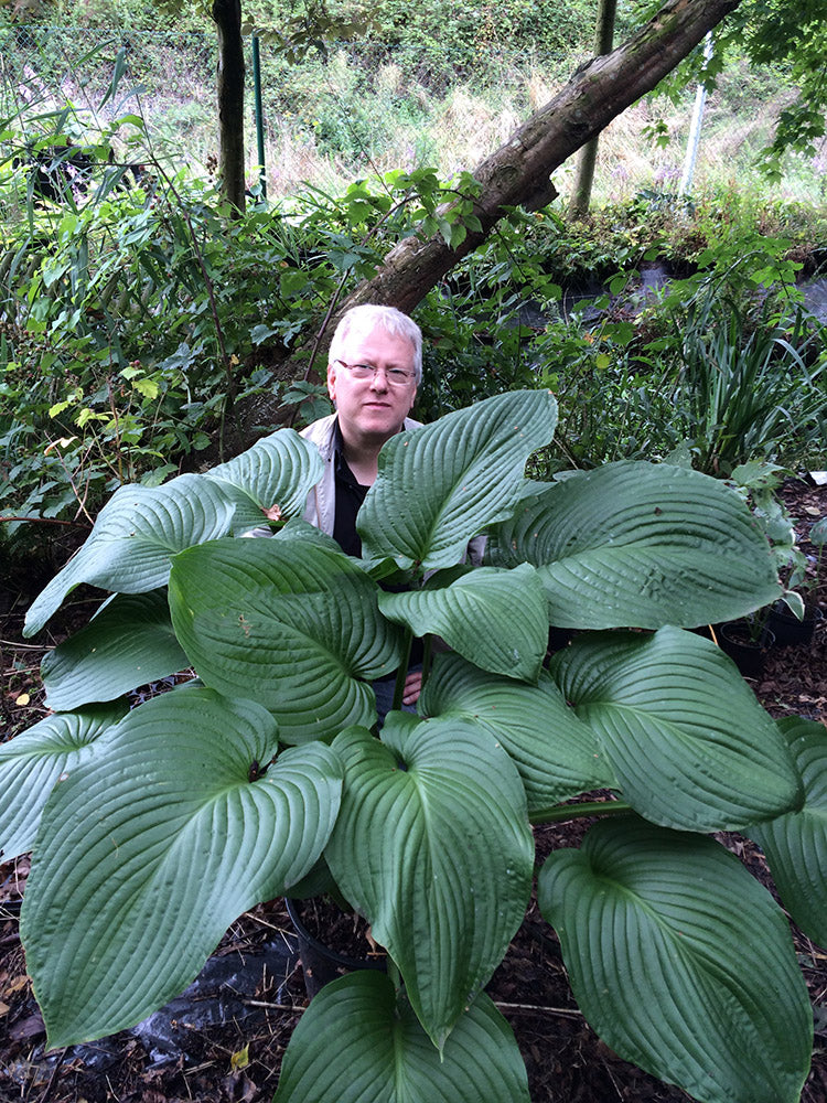 T Rex Hosta Plant