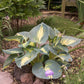 Thunderbolt Hosta Plant