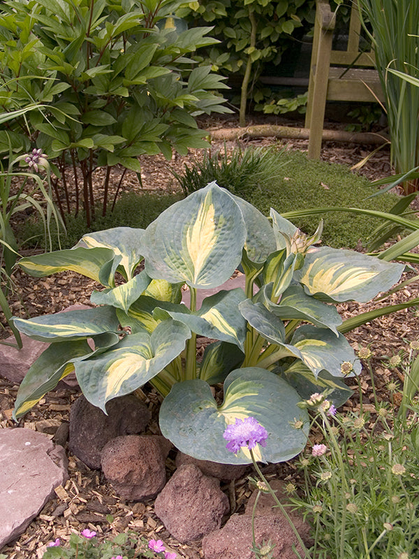 Thunderbolt Hosta Plant