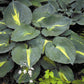 Thunderbolt Hosta Plant