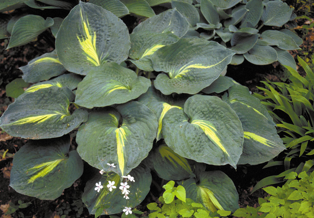 Thunderbolt Hosta Plant