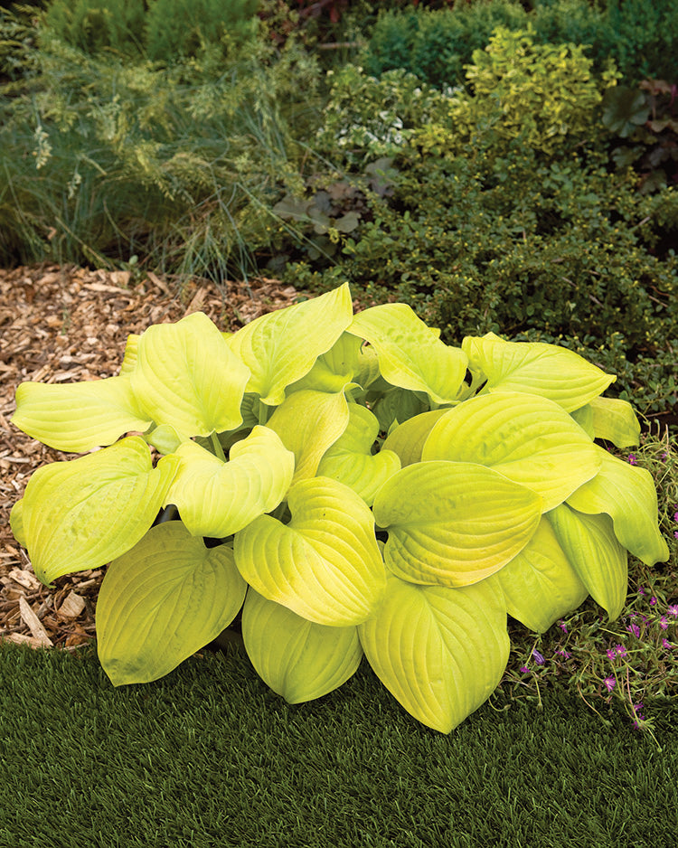 Tortilla Chip Hosta Plant