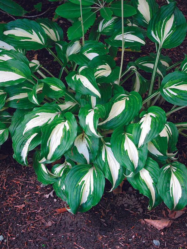 Undulata  Mediovariegata Hosta Plant