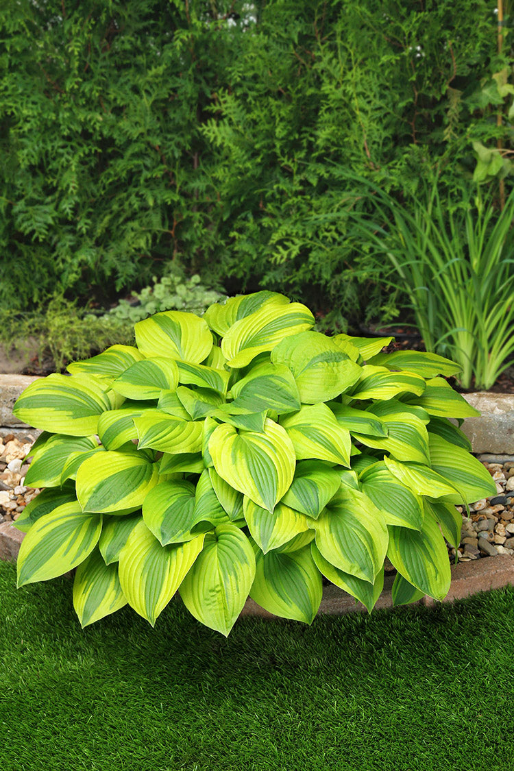 Velvet Moon Hosta Plant