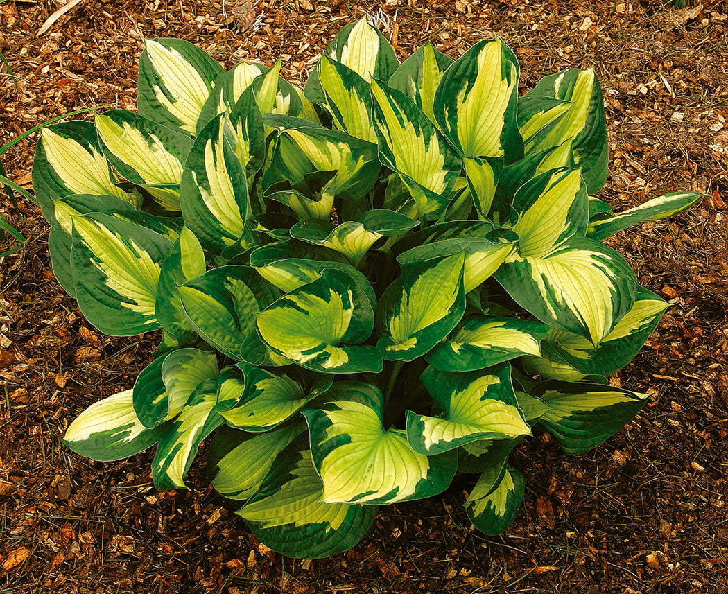 Whirlwind Hosta Plant – EVERGREEN