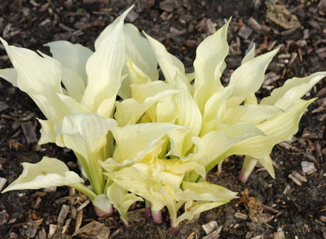 White Feather Hosta Plant