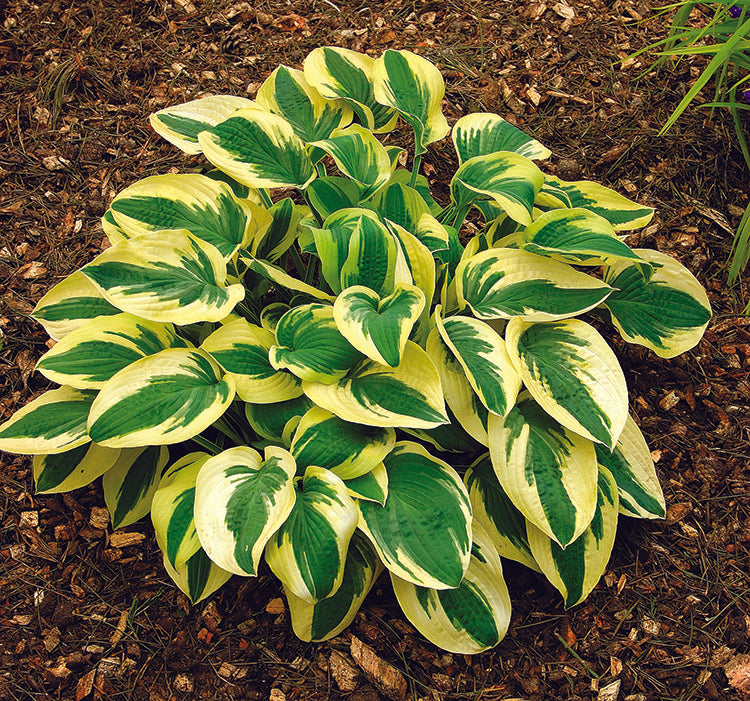 Wide Brim Hosta Plant