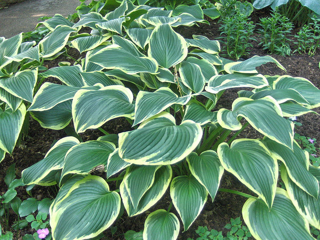 Yellow River Hosta Plant