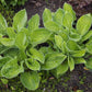 Rainforest Sunrise Hosta Plant