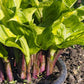 Raspberry Sundae Hosta Plant