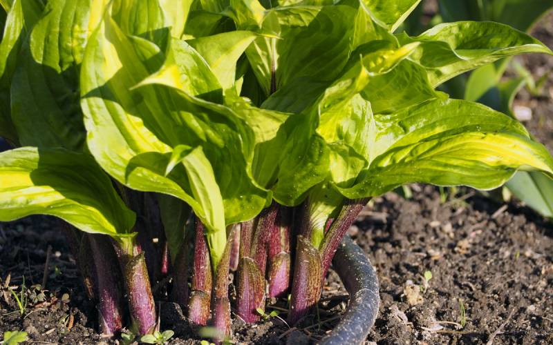 Raspberry Sundae Hosta Plant