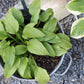 Siberian Tiger Hosta Plant
