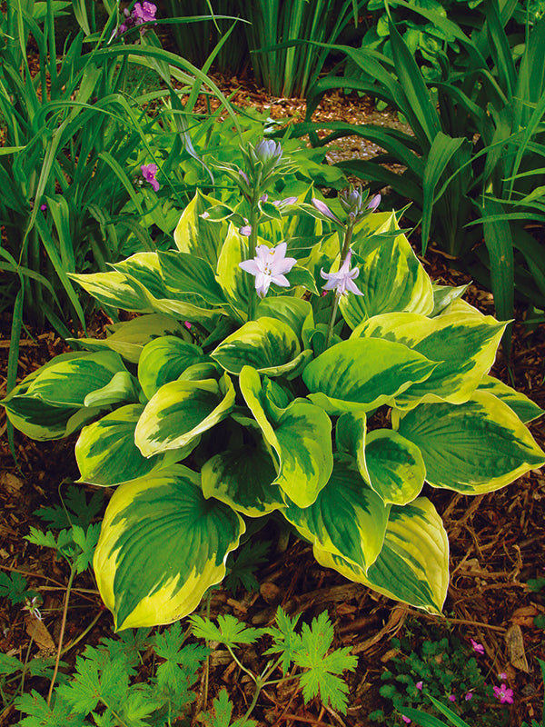 Twilight Hosta Plant