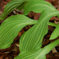 Siberian Tiger Hosta Plant