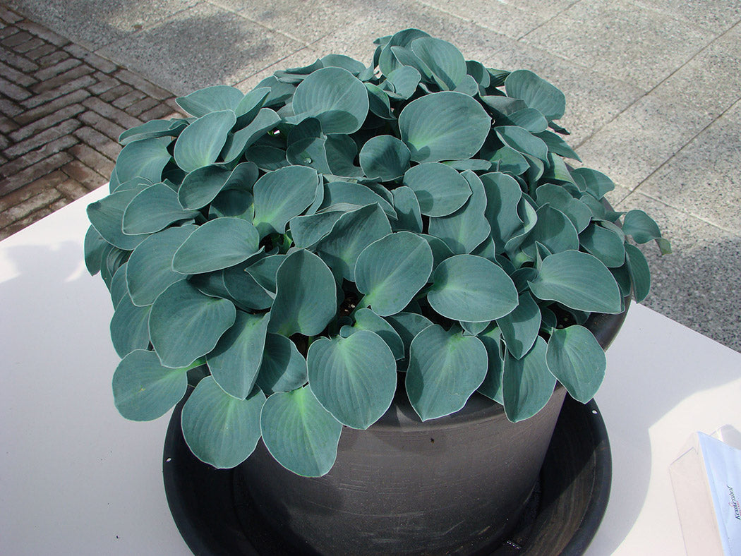 Blue Mouse Ears Hosta Plant