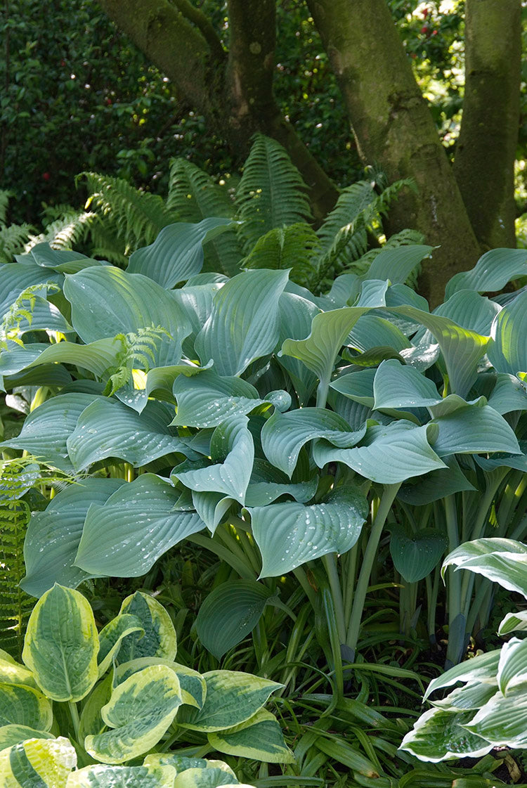 Krossa Regal Nigrescens Hosta Plant