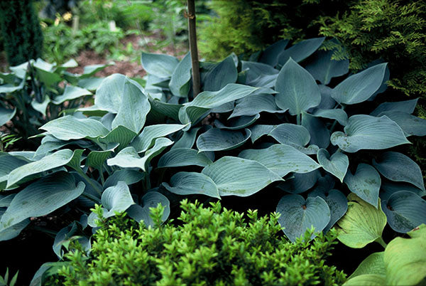 Tardiana Halcyon Hosta Plant