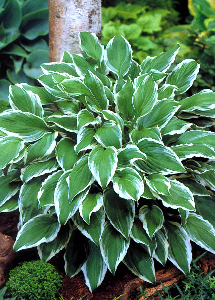 Undulata Albomarginata Hosta Plant