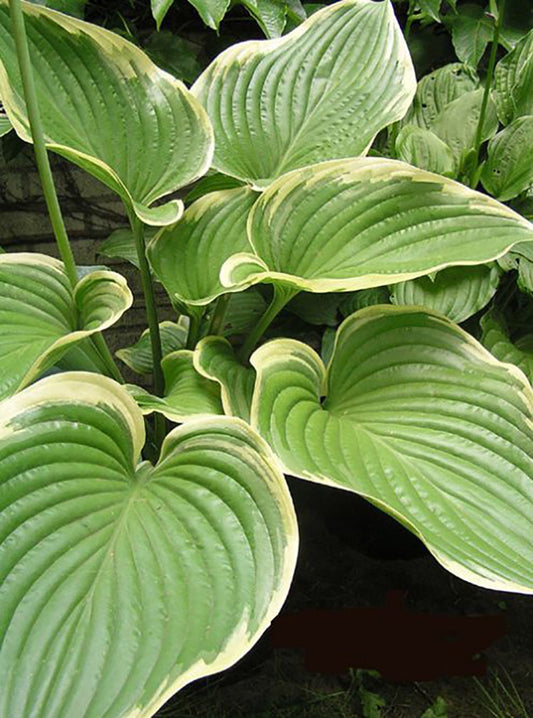 Victory Hosta Plant