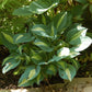 Hot Kiss Hosta Plant