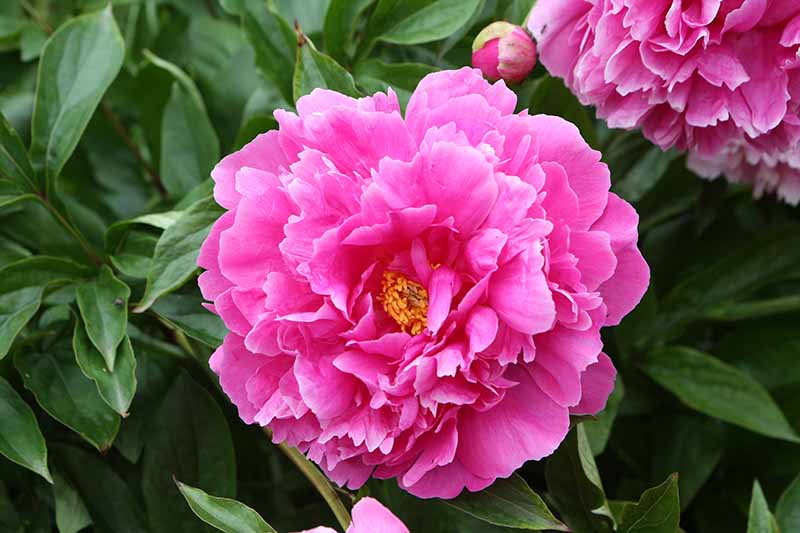 Pink Garden Paeonia