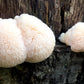 Lion's Mane Mushroom - Champignon de la Crinière du Lion