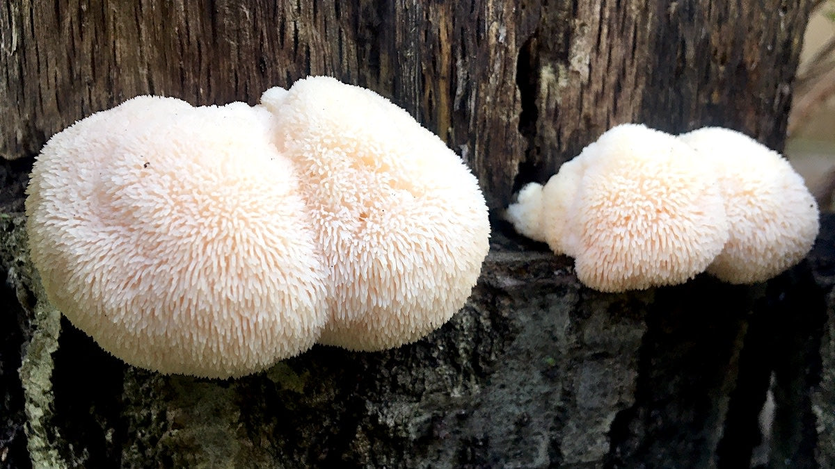 Lion's Mane Mushroom - Champignon de la Crinière du Lion