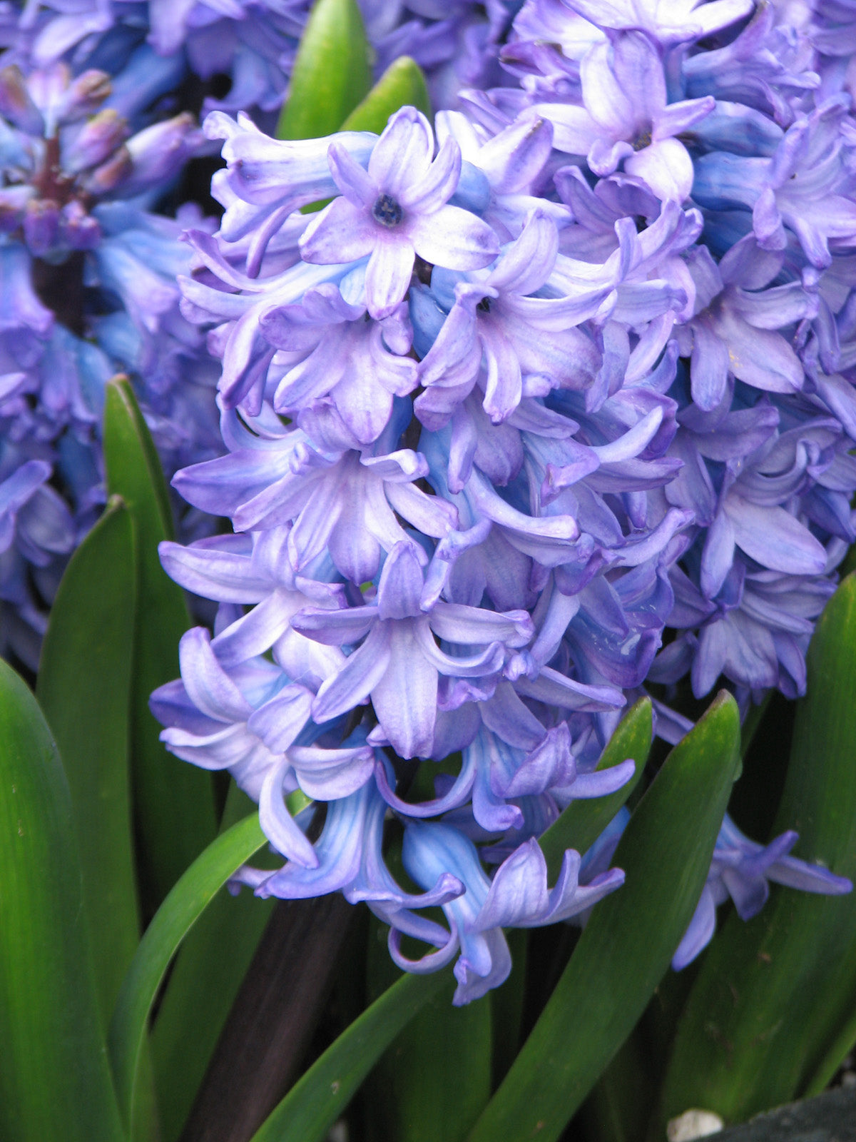 Delft Blue Hyacinth Bulbs