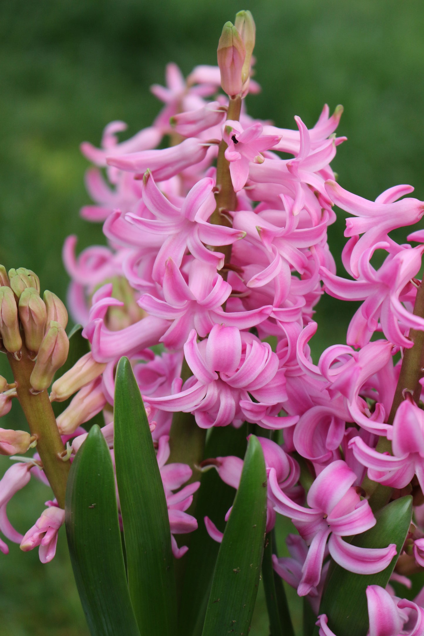 Pink Pearl Hyacinth Bulbs