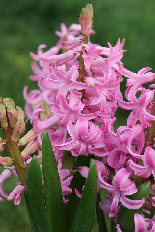 Pink Pearl Hyacinth Bulbs