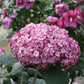 Hydrangea arborescens NCHA7 Invincibelle Mini Mauvette