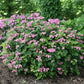 Hydrangea serrata Tuff Stuff Red