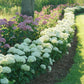 Hydrangea arborescens NCHA8 Invincibelle Limetta