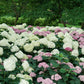 Hydrangea arborescens NCHA8 Invincibelle Limetta
